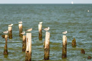 photo of multiple seagulls sitting on old piling