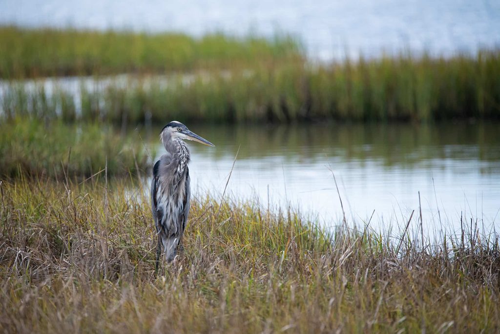 A habitat photo of a great blue heron in the salt marsh