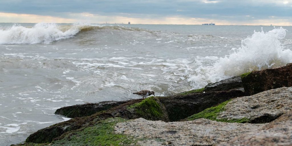 A ruddy turnstone foraging on some algae covered rocks on a stormy day