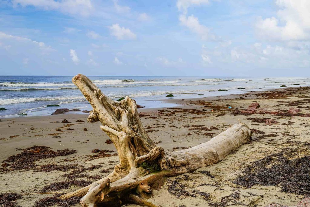 Driftwood, a long tree trunk, washed up on the beach of the Gulf of Mexico, Galveston, Texas, USA
